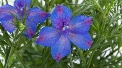 2024 California Spring Trials Preview: Syngenta Flowers, ThinkPlants, Benary