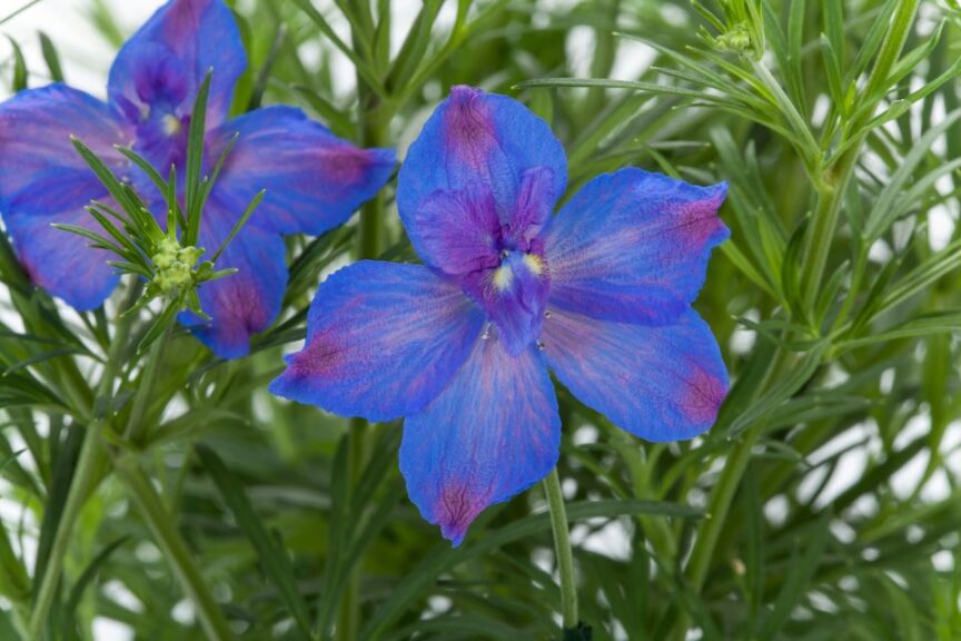 Delphinium 'Hunky Dory Blue' (ThinkPlants/Syngenta Flowers)