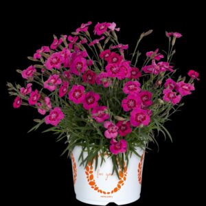 Dianthus 'Cliff Pink Spot' (Dümmen Orange)