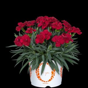 Dianthus 'Pemán Red' (Dümmen Orange)