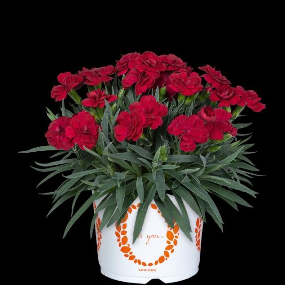Dianthus 'Pemán Red' (Dümmen Orange)