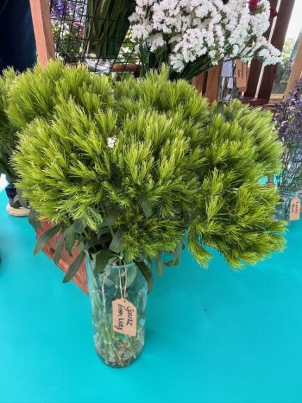 Dianthus 'Sparkz Green Wicky' (HilverdaForist)