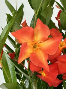 Dipladenia 'Sun Parasol FiredUp Orange' (Suntory Flowers)