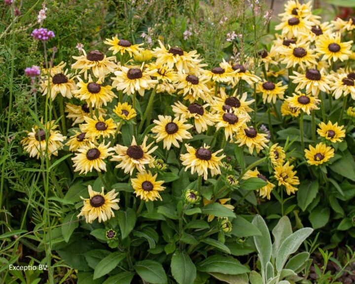 Echibeckia 'Summerina Glow Limonata' (Pacific Plug & Liner)