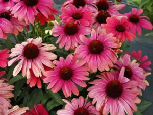 10 New Varieties to Consider for Your Crop Mix This Year