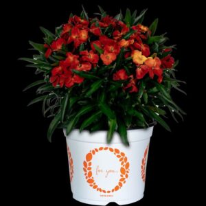 Erysimum 'Intense Brilliance' (Dümmen Orange)
