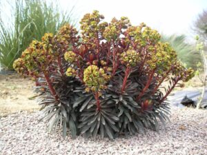 Euphorbia 'Sahara Blackbird' (PlantHaven)