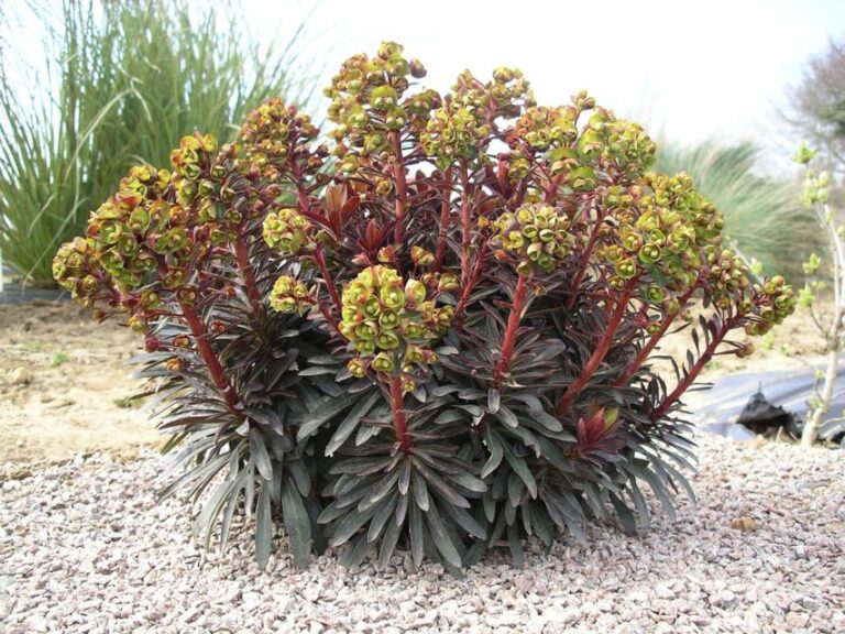 Euphorbia 'Sahara Blackbird' (PlantHaven)