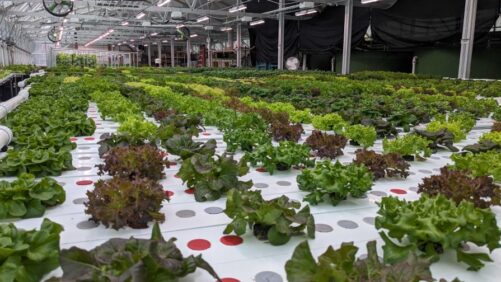 How Energy Rebates Can Offer Real Savings in the Greenhouse