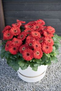 Gerbera Joybera Series (Schoneveld)