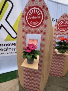 Gerbera Joybera series (Schoneveld)