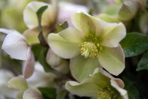 Helleborus 'JWLS Diamondfire' (HilverdaFlorist)