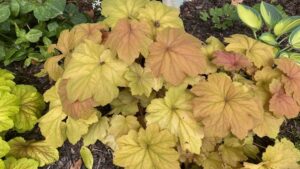 Allan Armitage on Why Being the Best Is Not the Goal