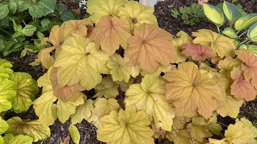 Allan Armitage on Why Being the Best Is Not the Goal