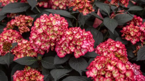Breeders Trailblazing with New Varieties