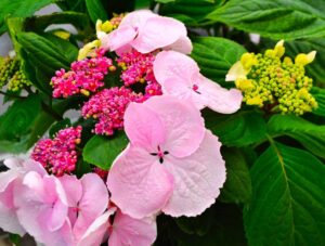 Hydrangea 'GameChanger Giant Pink' (Green Fuse Botanicals)
