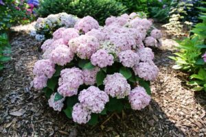 Hydrangea mac 'Wee Bit Innocent' (Spring Meadow Nursery)