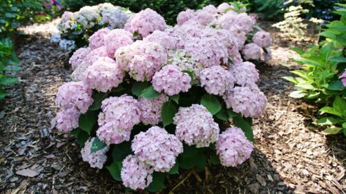 Looking for Something New? Try These Plant Varieties Out for Size