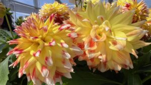 The Latest From Dummen Orange, Pacific Plug & Liner, and Others at California Spring Trials