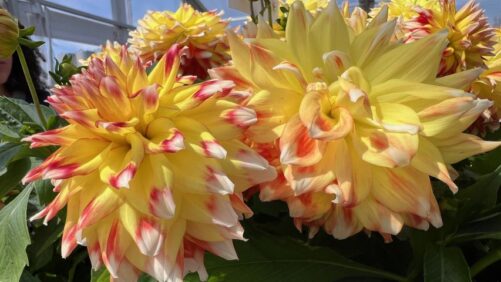 The Latest From Dummen Orange, Pacific Plug & Liner, and Others at California Spring Trials