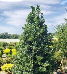 Ilex 'Nelliet' (Plant Development Service Inc.)