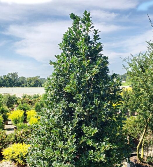 Ilex 'Nelliet' (Plant Development Service Inc.)