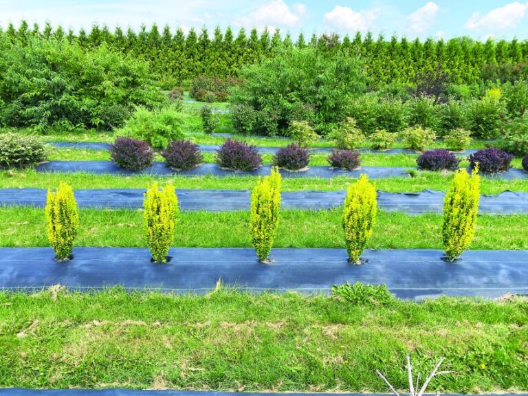 Ilex crenata Glow Stick (Spring Meadow Nursery)