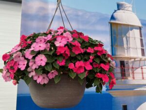 Impatiens Beacon Otway Mixture (PanAmerican Seed)