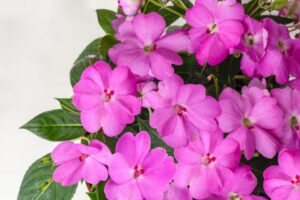 Impatiens 'SunPatiens Compact Lavender' (Sakata Ornamentals)