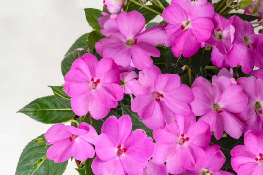 Impatiens 'SunPatiens Compact Lavender' (Sakata Ornamentals)