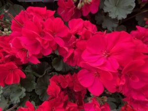Interspecific Geranium 'Solera Fuchsia' (Ball FloraPlant)