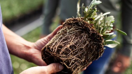 How Peat Concerns Are Leading to Alternatives and Innovation