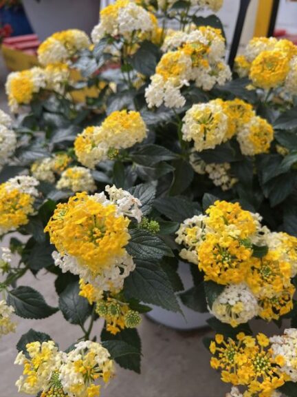 Lantana 'Landmark Lemon Glow' (Ball FloraPlant)
