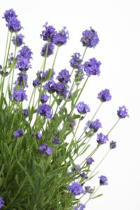 Lavandula 'La Petite Blue' (PlantHaven)