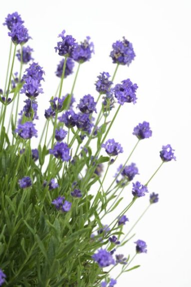 Lavandula 'La Petite Blue' (PlantHaven)