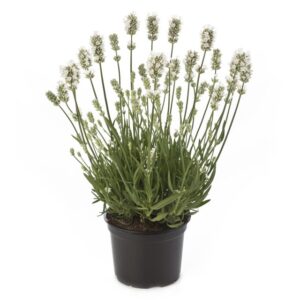 Lavandula angustifolia 'Aromance White' (Beekenkamp)