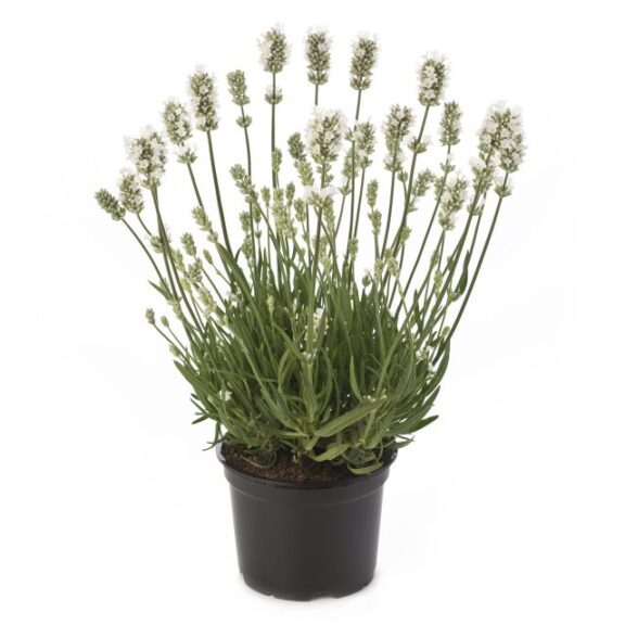Lavandula angustifolia 'Aromance White' (Beekenkamp)