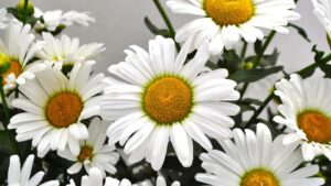 2024 California Spring Trials Preview: Santa Barbara Polo Club, Green Fuse Grove