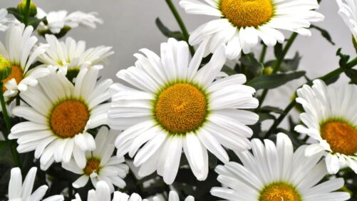 2024 California Spring Trials Preview: Santa Barbara Polo Club, Green Fuse Grove