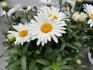 Leucanthemum 'Kilimanjaro White' (Green Fuse)