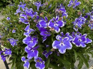 Lobelia Stratus Blue (Westhoff)