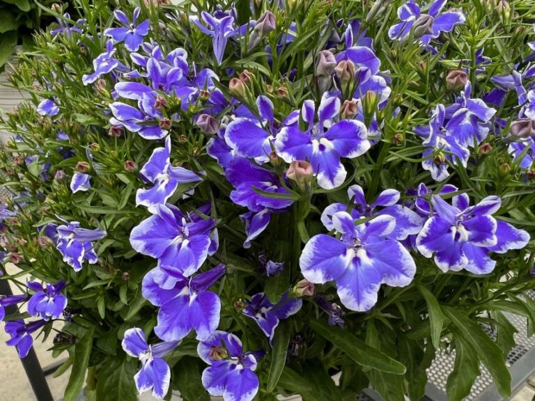 Lobelia Stratus Blue (Westhoff)