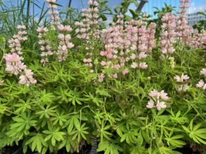 Lupinus nanus ‘Pixie Pink’ (Sahin)