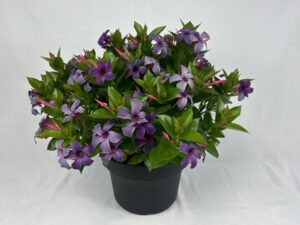 Mandevilla 'Sun Parasol Original XP Bluephoria' (Suntory Flowers)