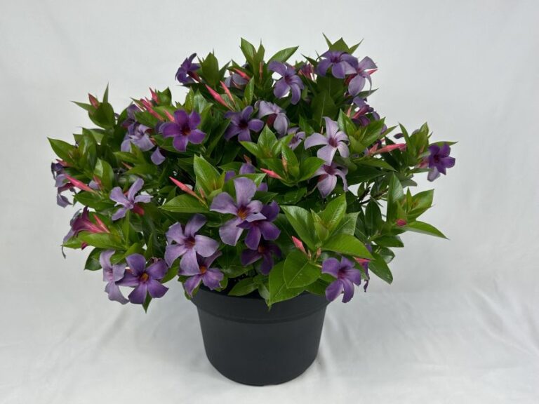 Mandevilla 'Sun Parasol Original XP Bluephoria' (Suntory Flowers)