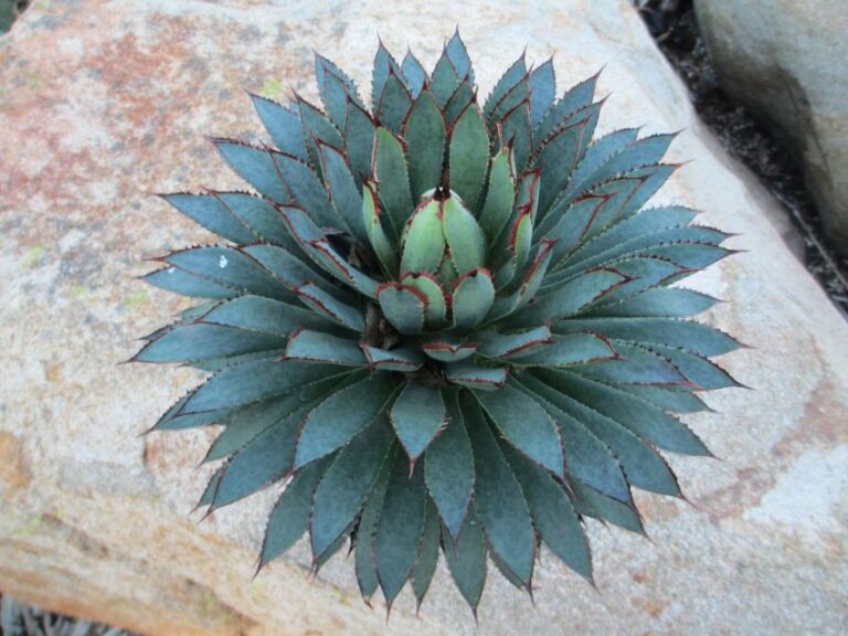 Mangave Bloodspot x Agave colorata (Rancho Tissue Technologies)