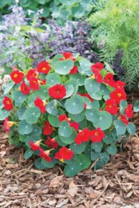 Nasturtium 'Baby Red' (American Takii))
