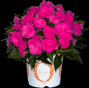 New Guinea Impatiens 'Roller Coaster Hot Magenta' (Dümmen Orange)