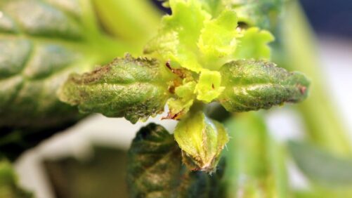 The Battle Against Broad Mites in Spring Crops