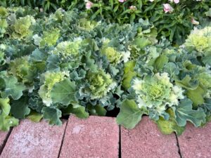Ornamental Cabbage 'Osaka IQ' (Sakata Ornamentals)
